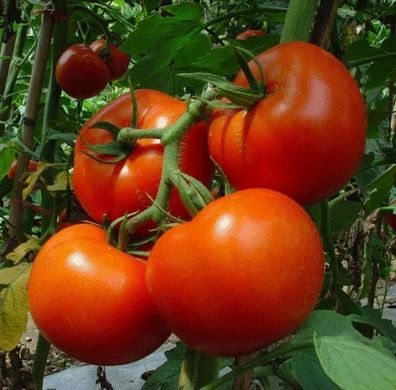 Фото 1 - Бобкат F1 томат детерминантный Syngenta 10 семян