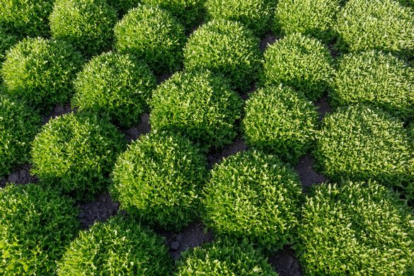 Фото 3 - Екстемп салат тип Саланова Rijk Zwaan 1 000 семян