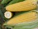 Нокаут F1 кукурудза супер солодка Spark Seeds 25 000 насінин
