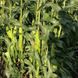 Форвард F1 (1709 F1) кукуруза очень ранняя Spark Seeds 2500 семян