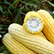 Форвард F1 (1709 F1) кукурудза дуже рання Spark Seeds 2 500 насінин