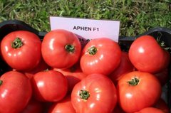 Фото 1 - Афен F1 томат индетерминантный Clause 8 семян
