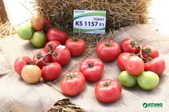 Фото 1 - КС 1157 (KS 1157) F1 томат индетерминантный Kitano Seeds 100 семян
