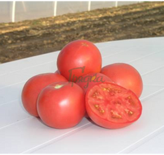 Фото 1 - Грифон F1 томат індетермінантний Nunhems 500 насінин