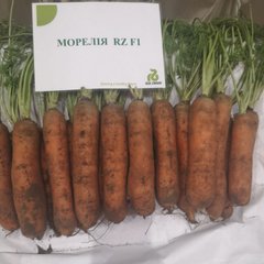 Фото 1 - Морелия F1 морковь тип Нантский Rijk Zwaan 1.6-1.8, 25 000 семян