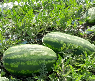 Фото 1 - Илювиум F1 арбуз Libra Seeds 250 семян