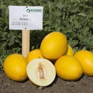 Фото 1 - Агаси F1 дыня тип испанский Kitano Seeds 100 семян