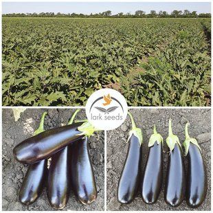 Фото 1 - Миринда F1 баклажан Spark Seeds 1000 семян