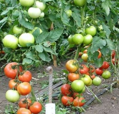 Фото 1 - Берберана F1 томат индетерминантный Enza Zaden 500 семян