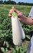 Мобі Дік F1 (білий) баклажан Libra Seeds 1000 насінин