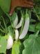 Моби Дик F1 (белый) баклажан Libra Seeds 1000 семян