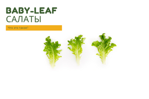 Что такое baby-leaf салаты?