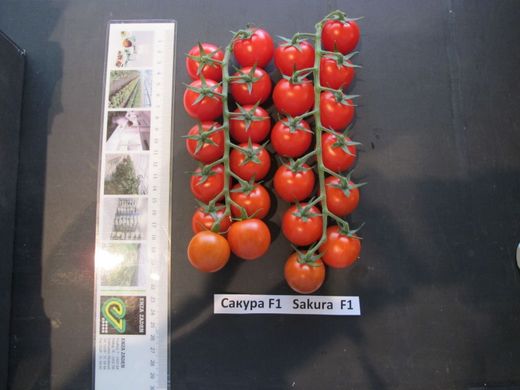 Фото 4 - Сакура F1 томат индетерминантный Enza Zaden 8 семян