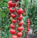 Сакура F1 томат индетерминантный Enza Zaden 8 семян