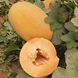 ES 25157 F1 диня Ergon Seed 100 семян
