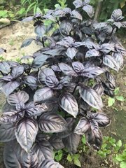 Фото 1 - Виолет Кинг базилик Spark Seeds 50 грамм