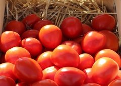 Фото 1 - Чіблі F1 томат детермінантний Syngenta 2500 насінин