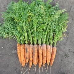 Фото 1 - 1932 F1 морковь тип Нантский Spark Seeds 1.8 - 2.0, 25 тыс. семян