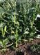 Форвард F1 (1709 F1) кукуруза очень ранняя Spark Seeds 15 семян