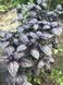 Виолет Кинг базилик Spark Seeds 50 грамм