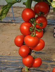 Фото 1 - Черокі F1 томат індетермінантний Esasem 250 насінин