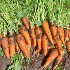 Фото 1 - Абразо F1 морква рання Шантане Seminis 1.4-1.6, 200 тис. насінин