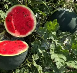 Фото 1 - Санрей F1 арбуз Libra Seeds 250 семян