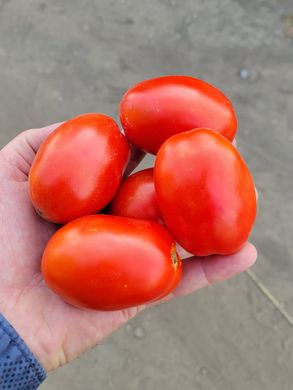 Фото 2 - 3402 F1 томат детерминантный Heinz 20 семян