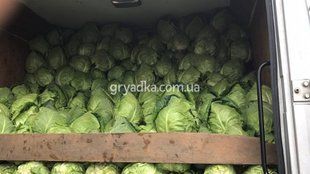 Фото 1 - Акіра F1 капуста дуже рання Kitano Seeds 1000 насінин