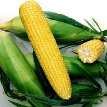 Фото 1 - Харди F1 кукуруза суперсладкая Hazera 5 000 семян