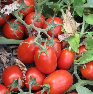 Фото 1 - 3402 F1 томат детерминантный Heinz 20 семян
