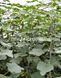 Лютояр F1 огурец партенокарпический Yuksel Tohum 10 семян