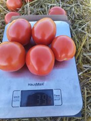 Фото 1 - 9960 F1 томат детермінантний Spark Seeds 5000 насінин