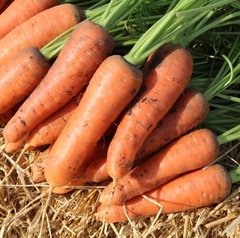 Фото 1 - Танжерина F1 морковь тип Шантане Takii Seed калибр. 1,8-2,0, 100 000 семян