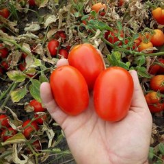 Фото 1 - Бостон F1 томат детермінантний Libra Seeds 1000 насінин