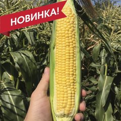 Фото 1 - СВ 1446 СД F1 (SV 1446 SD) кукуруза супер сладкая Seminis 5 000 семян