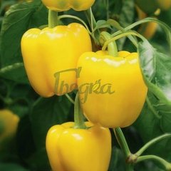 Фото 1 - Люмос F1 перец сладкий желтый Syngenta 500 семян