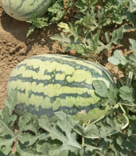 Фото 1 - Драгон F1 арбуз Libra Seeds 250 семян