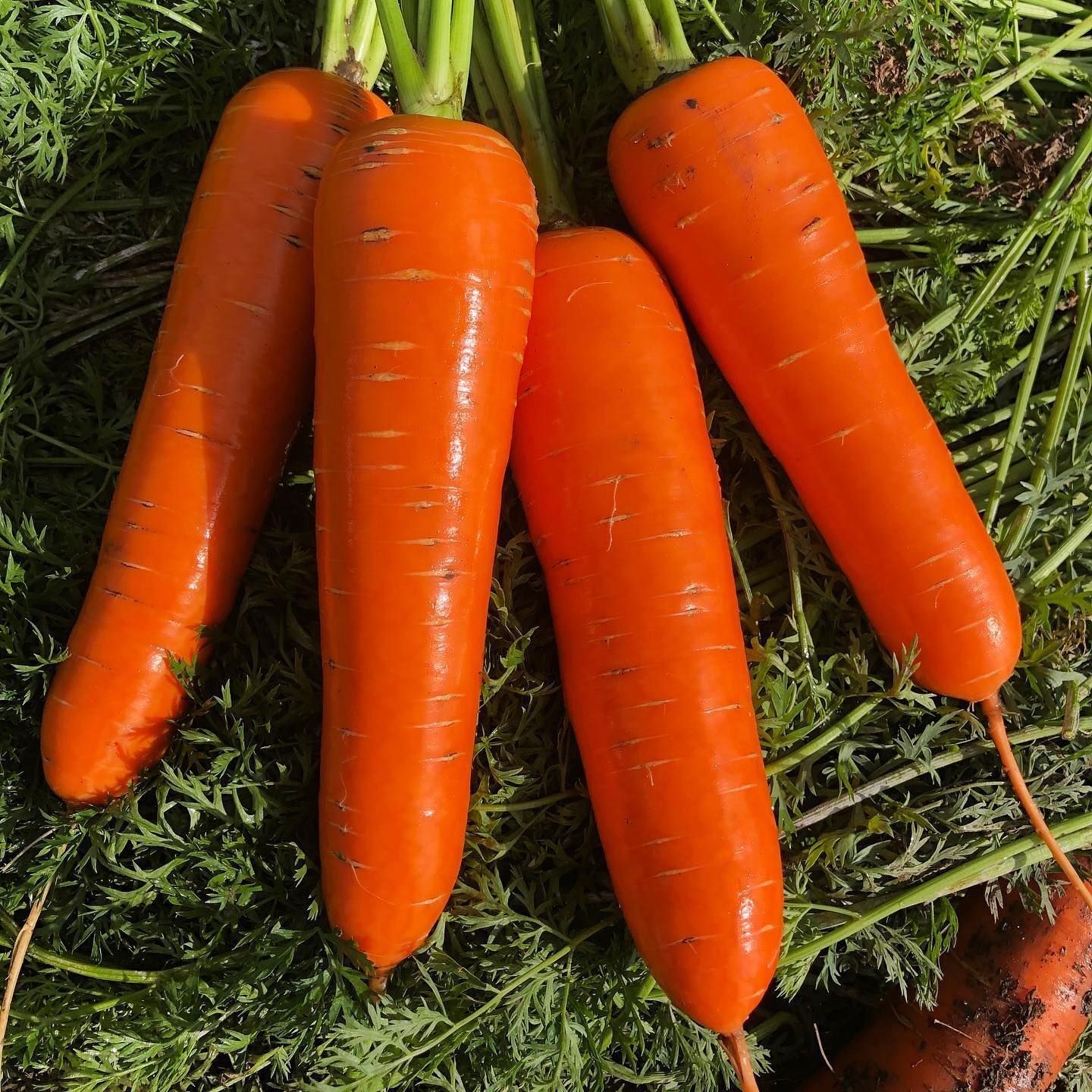 Морковь гибриды. Курода Шантане. Морковь Курода Шантанэ. Горшечный морковь Шантане. Морковь Курода Шантане сроки созревания.
