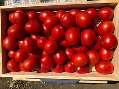 Фото 1 - 9969 F1 томат детермінантний Spark Seeds 5000 насінин
