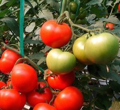 Фото 1 - Топкапи F1 томат детерминантный Hazera 1000 семян