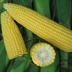 Фото 1 - СВ 1514 СК F1 (SV 1514 SK) кукуруза супер сладкая Seminis 5 000 семян