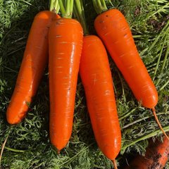 Фото 1 - Йорк F1 морковь тип Шантанэ Spark Seeds 1.8 - 2.0, 25 тыс. семян