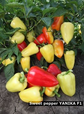 Фото 4 - Яніка F1 перець солодкий Kitano Seeds 10 насінин