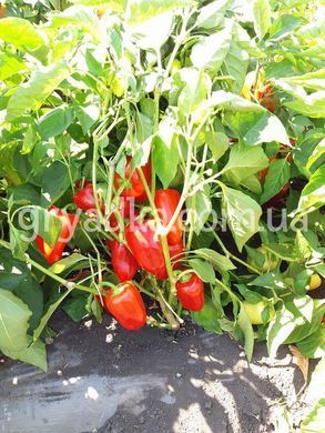 Фото 3 - Яніка F1 перець солодкий Kitano Seeds 10 насінин
