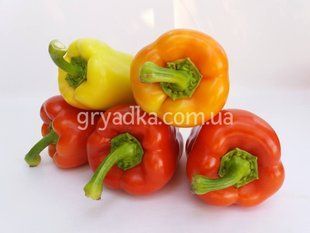 Фото 1 - Яніка F1 перець солодкий Kitano Seeds 10 насінин