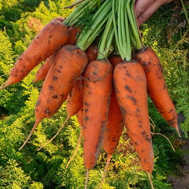 Фото 2 - Йорк F1 морковь тип Шантанэ Spark Seeds 1.8 - 2.0, 25 тыс. семян