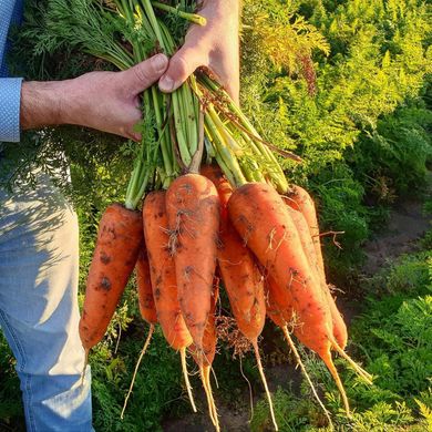 Фото 3 - Йорк F1 морковь тип Шантанэ Spark Seeds 1.8 - 2.0, 25 тыс. семян
