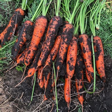 Фото 4 - Йорк F1 морковь тип Шантанэ Spark Seeds 1.8 - 2.0, 25 тыс. семян