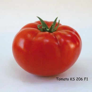 Фото 2 - КС 206 (KS 206) F1 томат індетермінантний Kitano Seeds 100 насінин